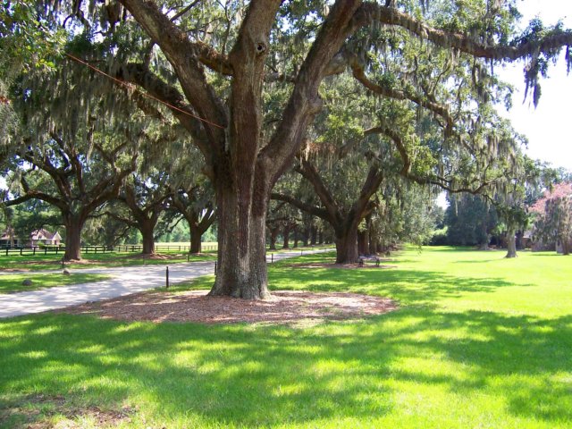 boonehallplantationcharlestonsc4.jpg