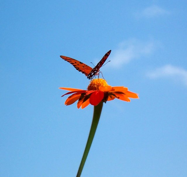 butterflyonaflowerinthegardens.jpg